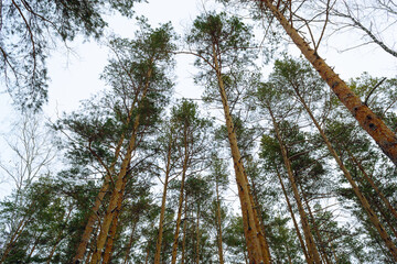 The tops of tall pines under a cloudy sky