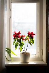 home plant pot standing on the window shelf