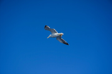 Seagulls in the clear blue sky.