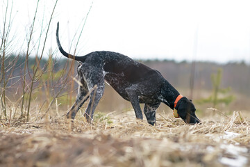 Young black and white Greyster dog posing outdoors wearing an orange collar with a yellow GPS...