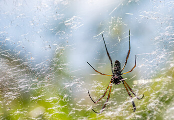 Araña grande de tela seda dorada en reserva ecologica