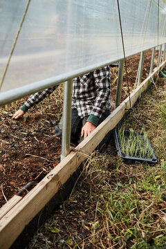 Farmer planting young chive seedlings