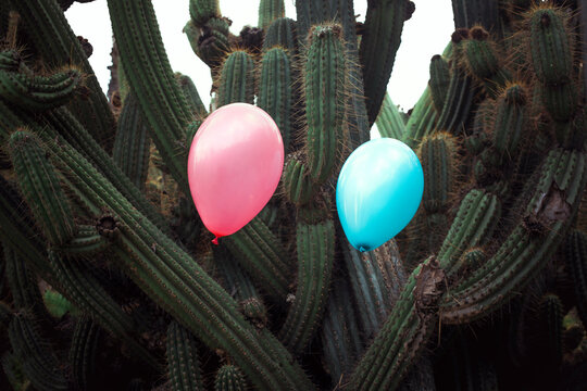 Two balloons with dangerous cactus 
