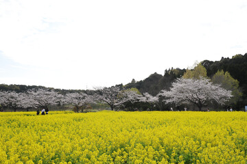 都市農業センターの清々しい春の景色