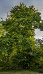 Fototapeta premium A big chestnut tree in a field