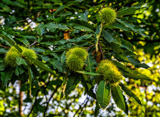 Chestnuts on a tree in the morning sun