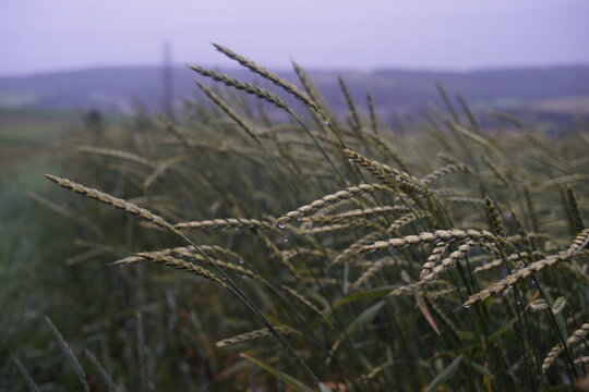 Ripe grain stalks