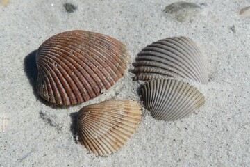 Seashells on sand background in Atlantic coast of North Florida