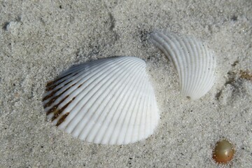 White seashells in the sand on Atlantic coast of North Florida