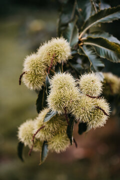 chestnut tree