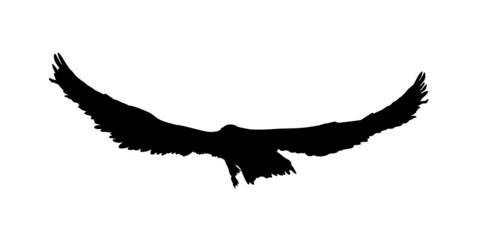 Hawk, eagle, falcon or orel black silhouette isolated on white background. A large predator soar in the air. Clipart icon, graphic simple element for design. Vector illustration.