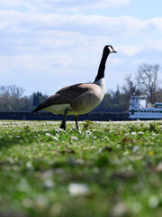country goose on the grass