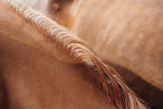 Horse mane close up