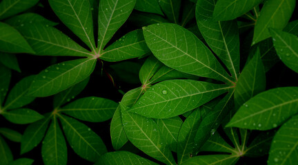 Nature green leaf background, water droplets on leaves , Natural background and wallpaper.