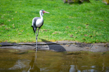 Heron drinks water near water. wild nature