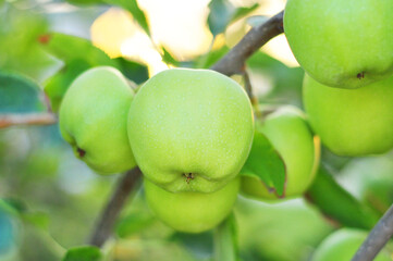 Green Apples Growing on a Tree