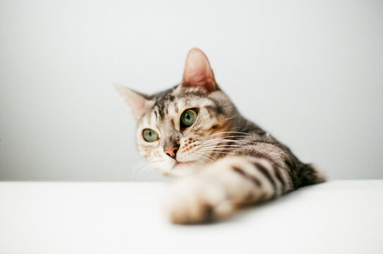 Bengal cat looks curiously at the dinner table
