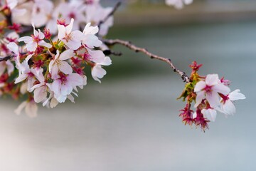 川辺に咲く桜の写真
