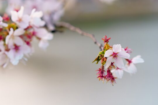 川辺にに咲く桜の写真