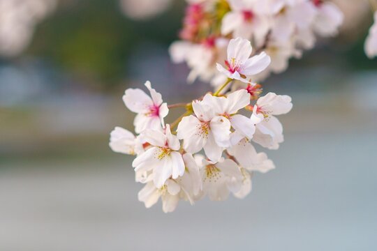 満開に咲き誇る桜の写真
