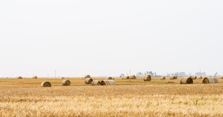 combine harvester working on wheat field