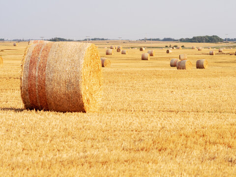 hay bales on the oil field
