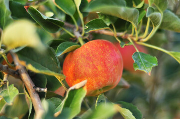  A Red Apple on a Tree