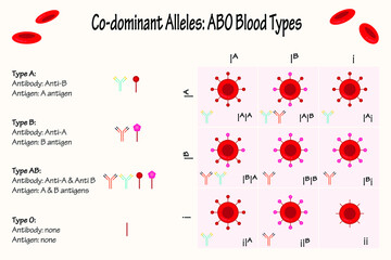 Codominant Alleles: ABO Blood Types Punnett Square