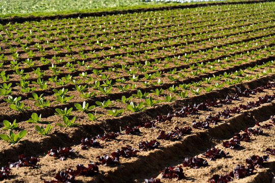 Lettuce cropland