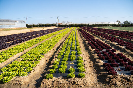Colorful lettuce crops outdoors