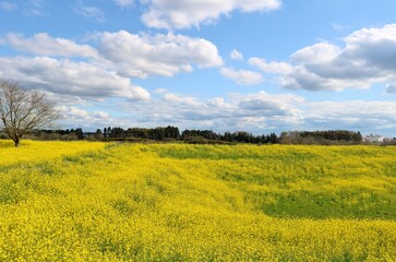 菜の花の絨毯　春の渡良瀬　風景