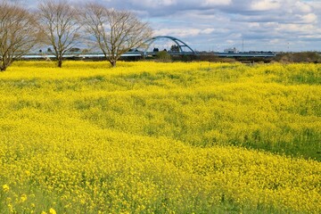 菜の花の絨毯　春の渡良瀬　風景
