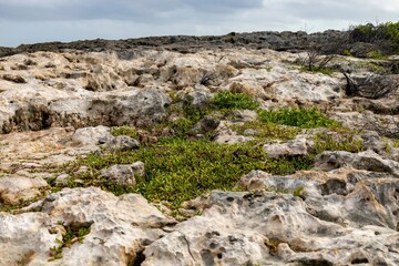 Fototapeta na wymiar Plants on tidal rocks