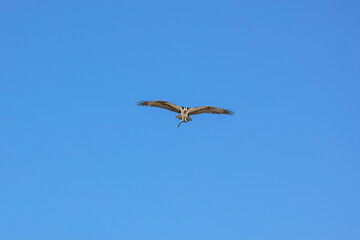 Fototapeta premium Osprey flying with fish