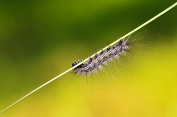 A caterpillar was crawling on a grass branch
