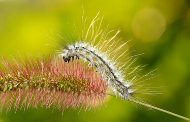 A caterpillar was crawling on a grass branch