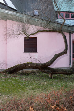 A crooked tree without leaves