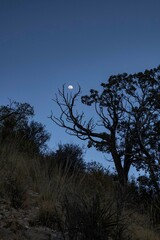 Moon framed by tree