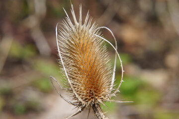 Close up of seed pod of wild teasel