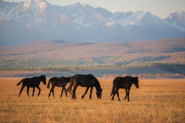 Fototapeta na wymiar Beautiful bay horse herd grazes in the mountains at sunset