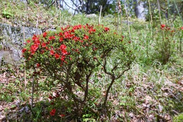 Rhododen obtusum'Kurume Azarea' blossoms begin to bloom. Ericaceae evergreen shrub. Flowering season April-May.