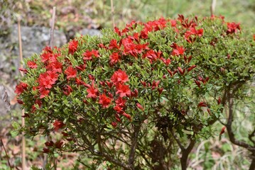Obraz premium Rhododen obtusum'Kurume Azarea' blossoms begin to bloom. Ericaceae evergreen shrub. Flowering season April-May.
