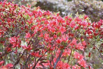 Fototapeta premium Rhododen obtusum'Kurume Azarea' blossoms begin to bloom. Ericaceae evergreen shrub. Flowering season April-May.