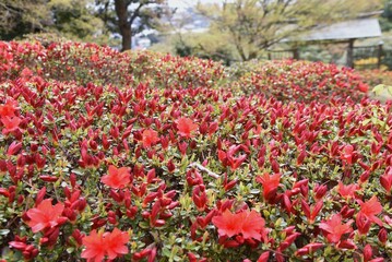 Rhododen obtusum'Kurume Azarea' blossoms begin to bloom. Ericaceae evergreen shrub. Flowering season April-May.