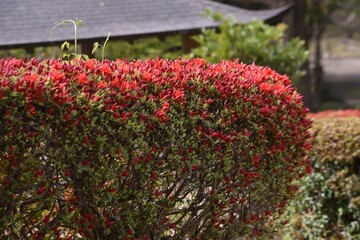 Rhododen obtusum'Kurume Azarea' blossoms begin to bloom. Ericaceae evergreen shrub. Flowering season April-May.