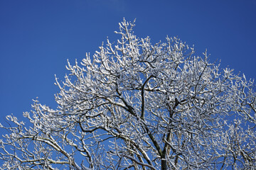 snow covered tree