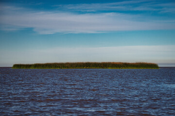 Reeds on the island of the Tigre Delta seen from the river.