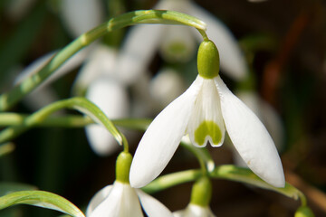 Obraz premium Closeup of blooming snowdrop flowers