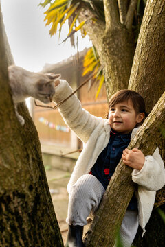 Girl caressing a cat climbing on palm tree