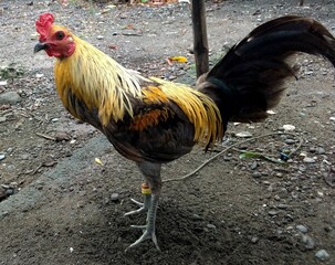 Pumpkin hatch,Gamecock rooster,
